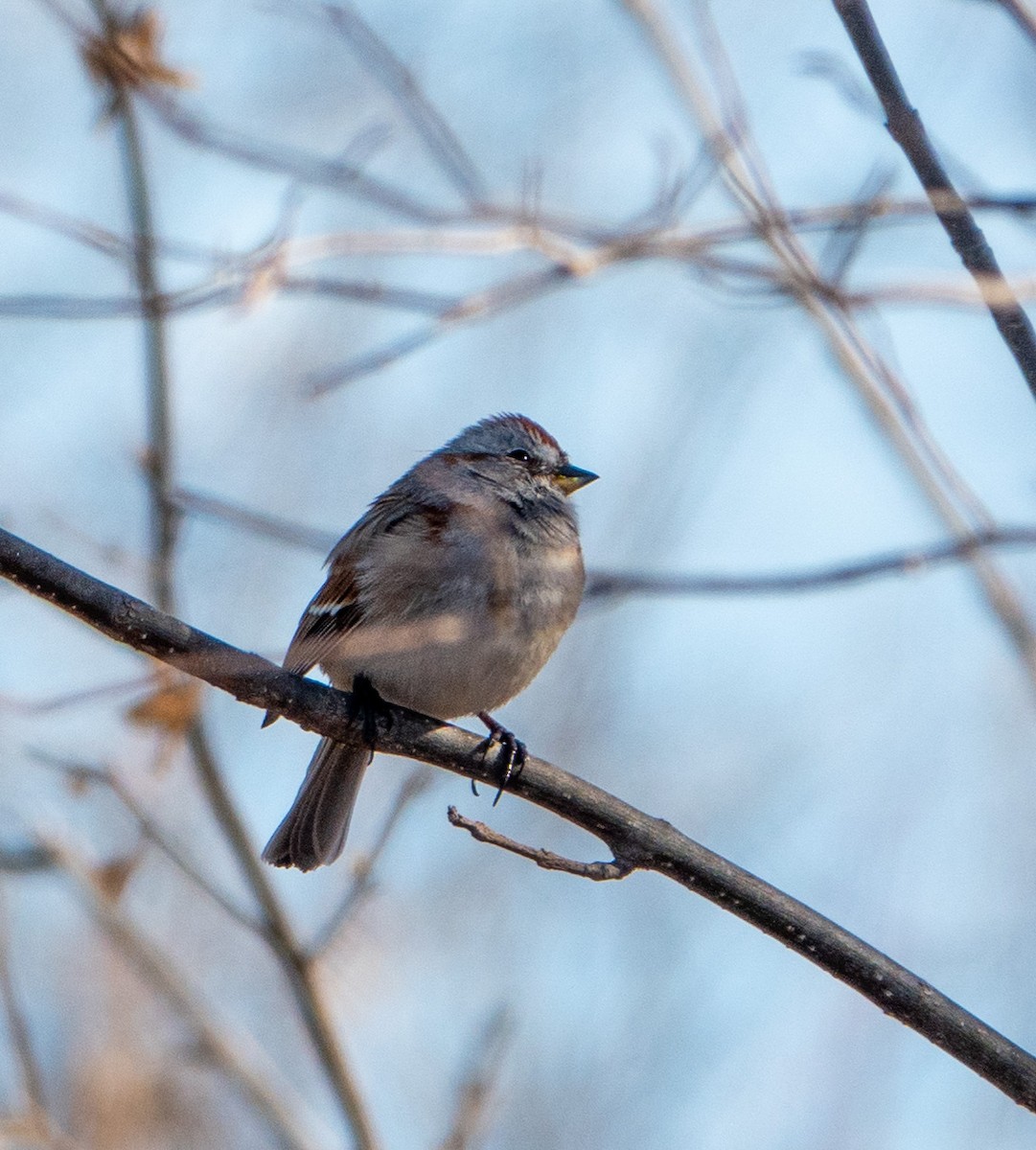 American Tree Sparrow - ML322625861