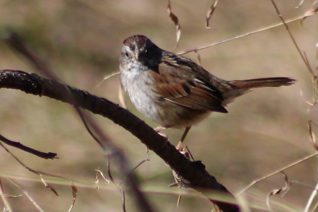 Swamp Sparrow - ML322626181