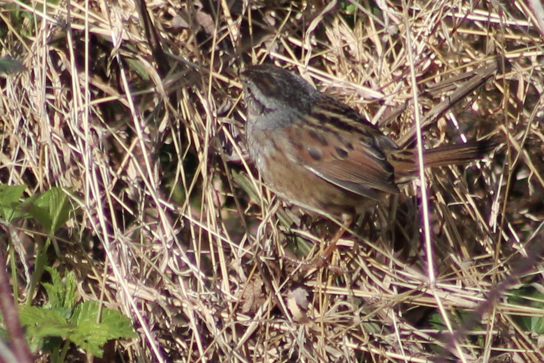 Swamp Sparrow - ML322626211