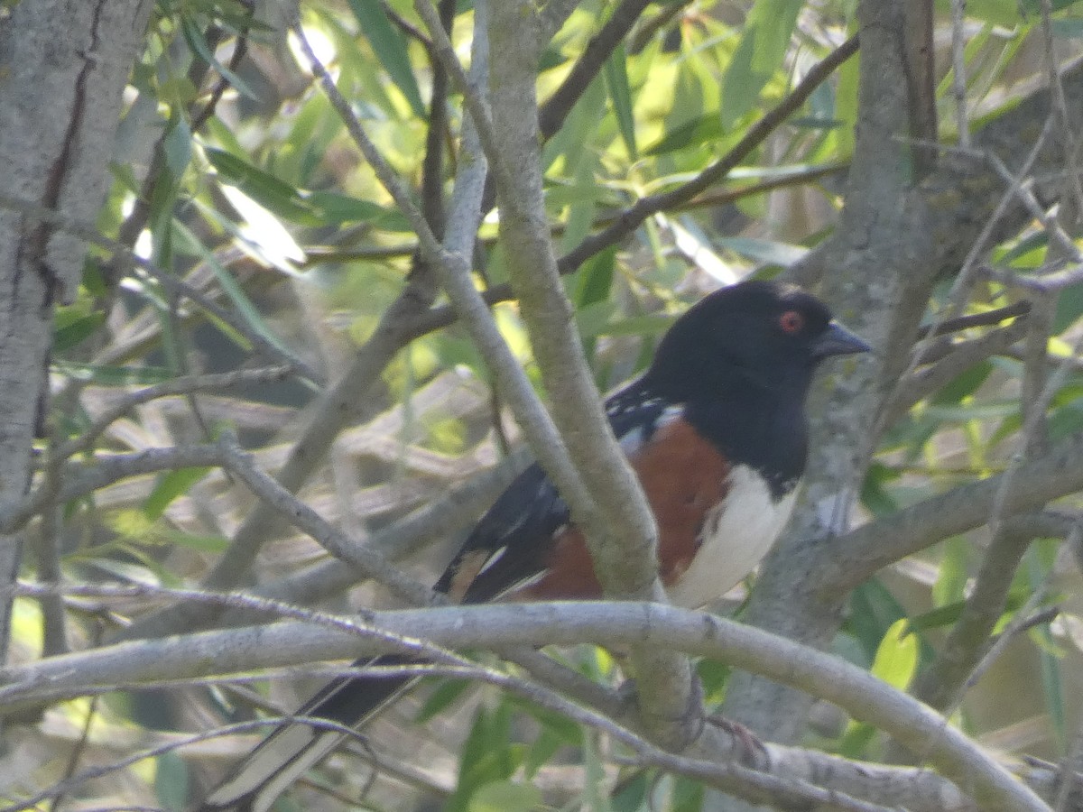 Spotted Towhee - ML322626641