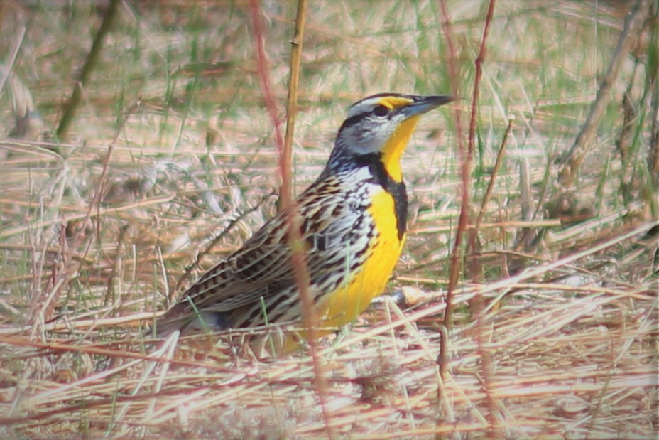 Eastern Meadowlark - ML322627351