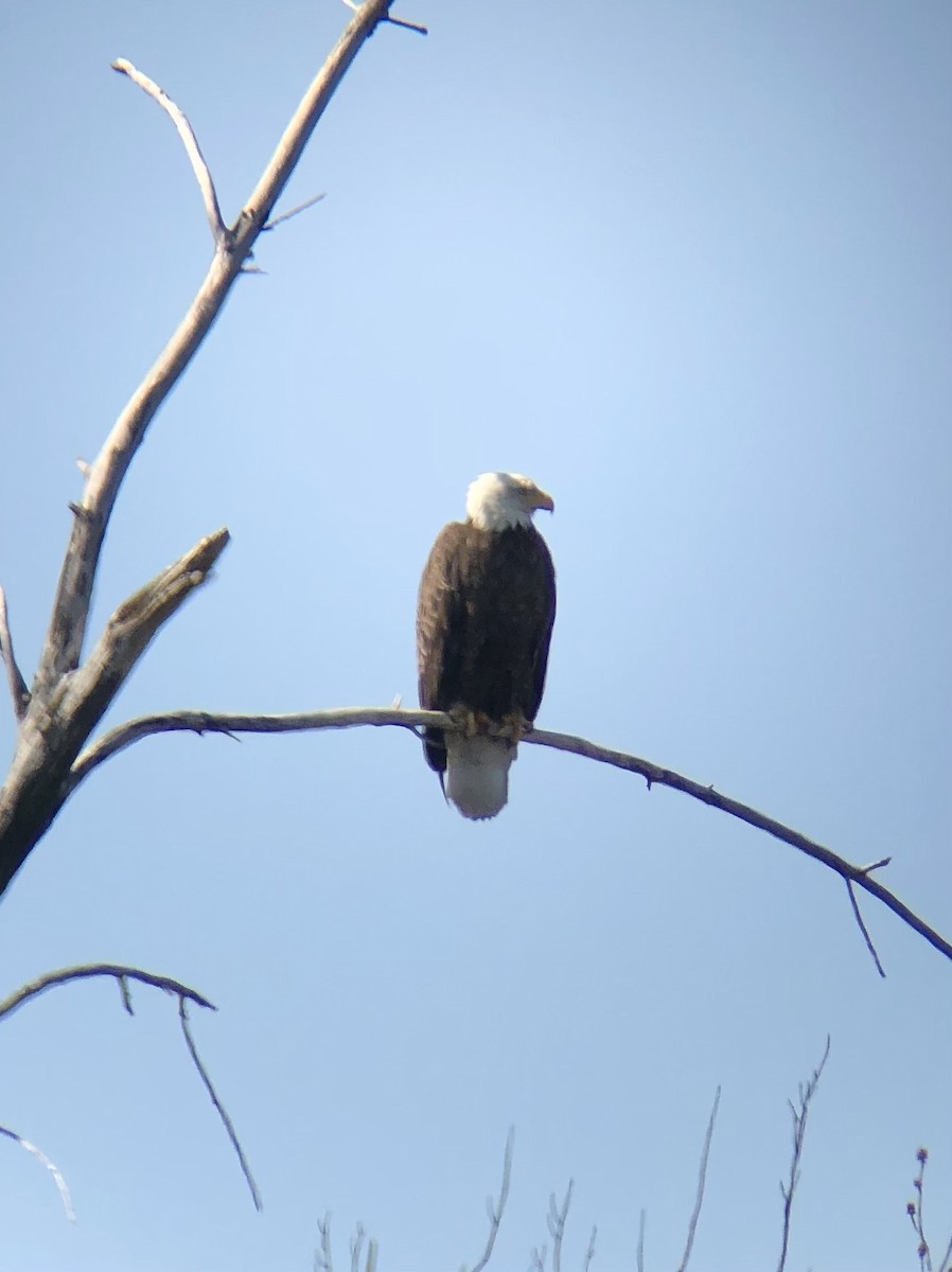 Bald Eagle - ML322628551