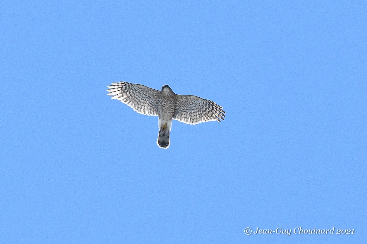 Cooper's Hawk - ML322628741