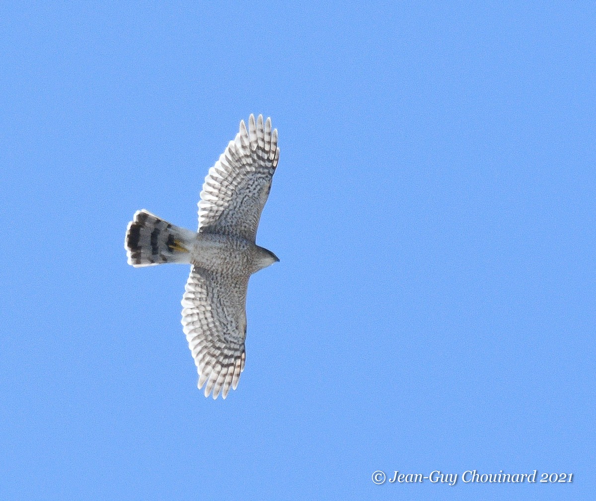 Cooper's Hawk - ML322628751