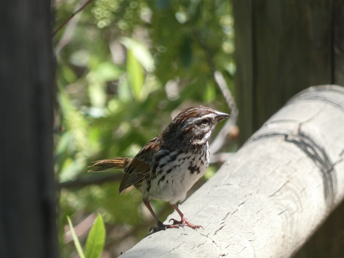 Song Sparrow - bonnie henson