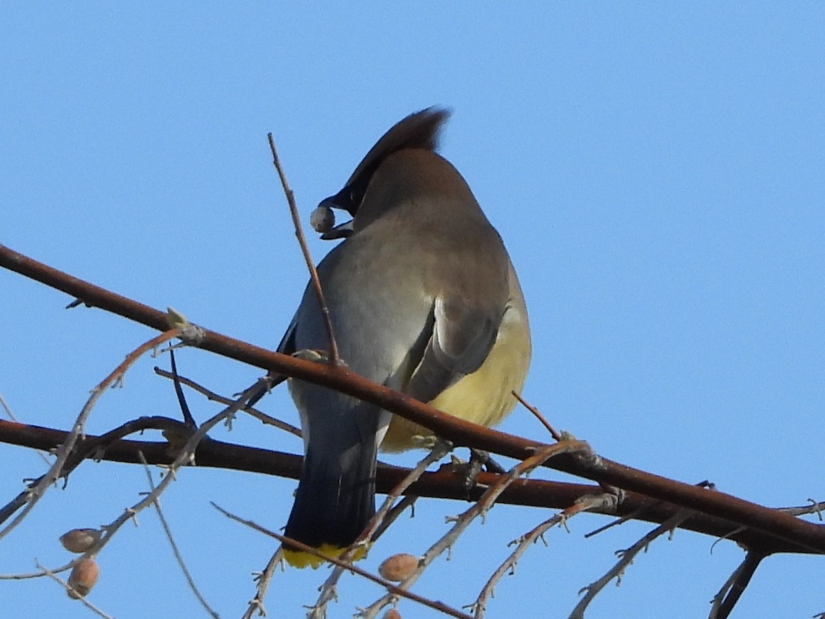 Cedar Waxwing - ML322631741