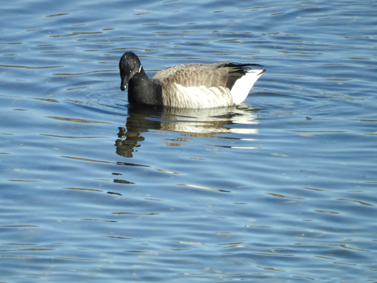 Brant - ML322631871