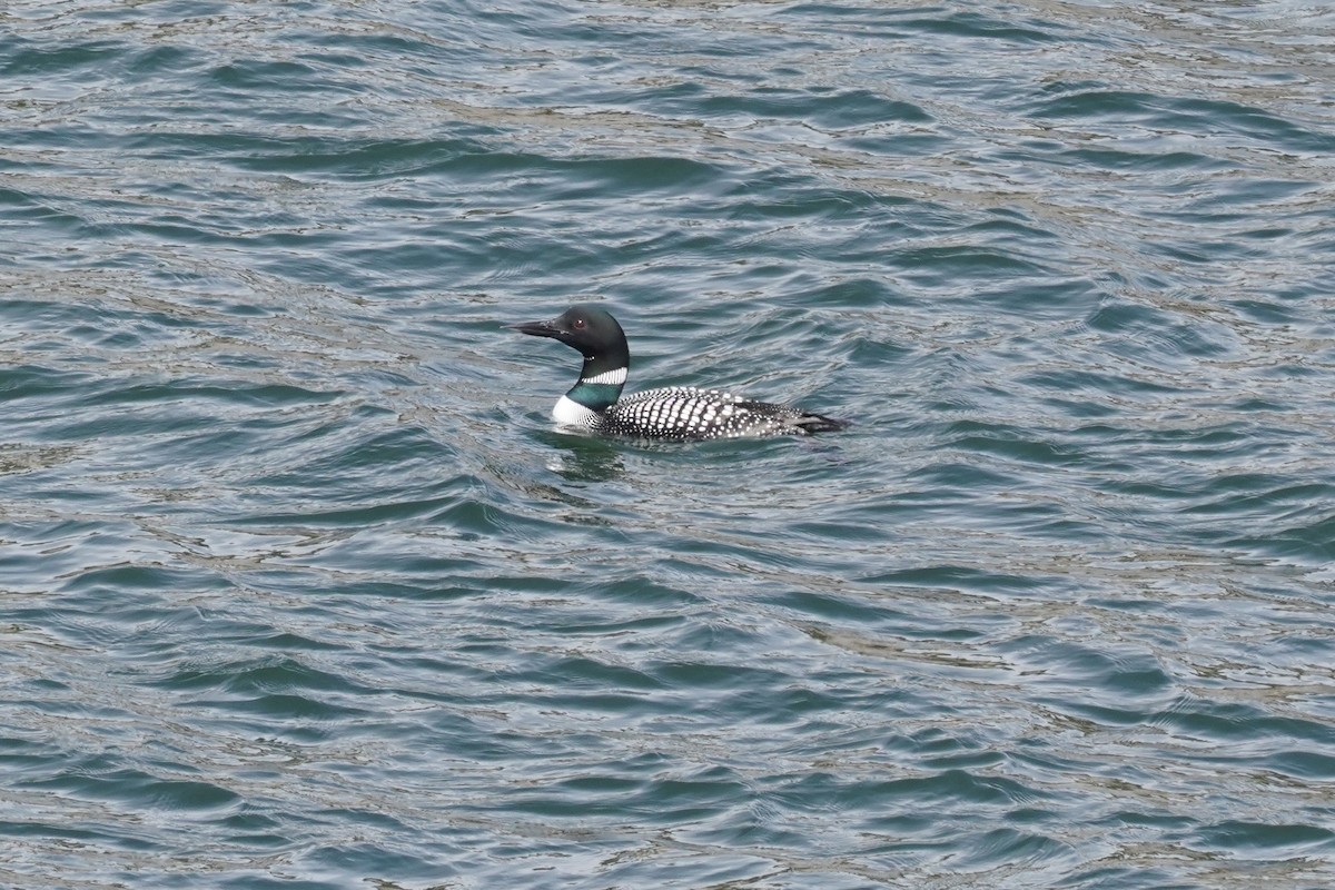 Common Loon - ML322632411