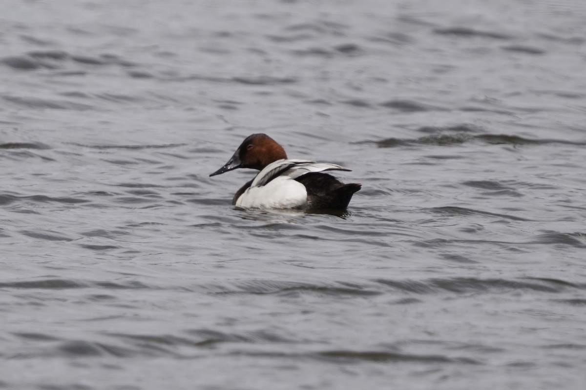 Canvasback - Simon Thornhill