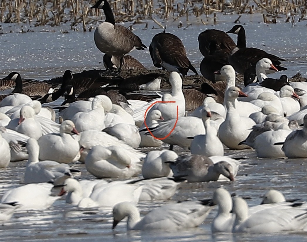 Ross's Goose - ML322633401