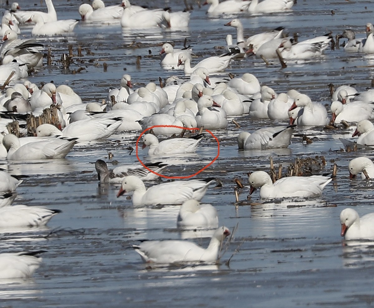 Ross's Goose - ML322633431