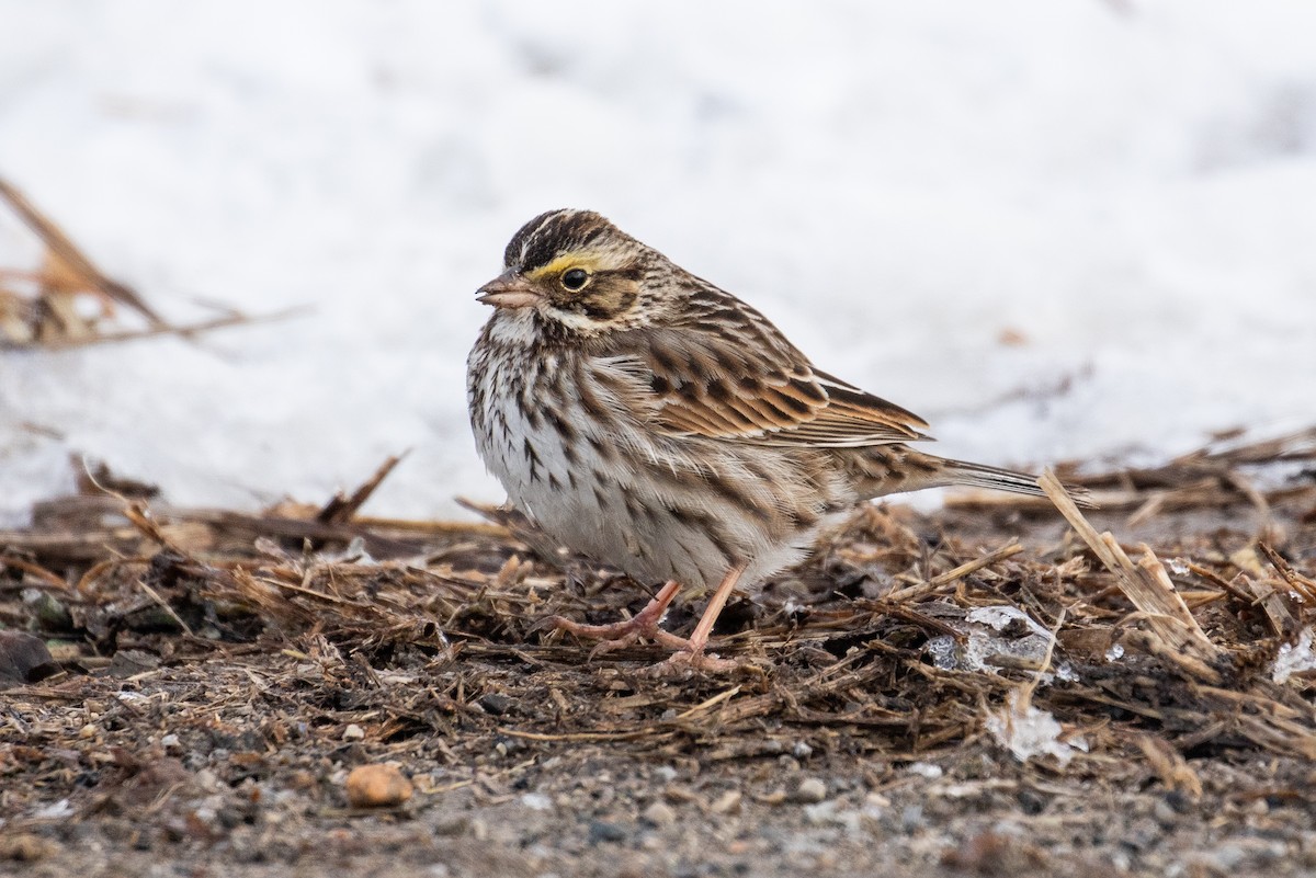 Savannah Sparrow - ML322633511