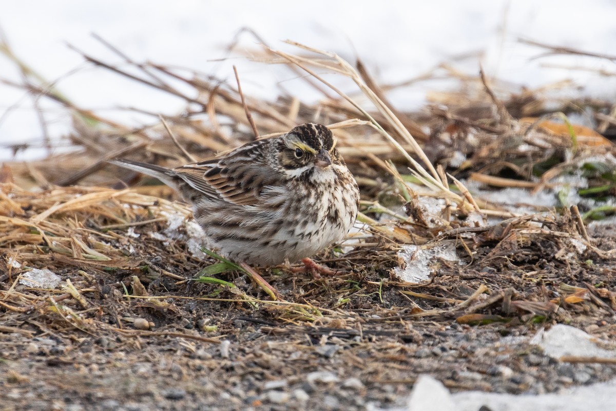 Savannah Sparrow - ML322633531