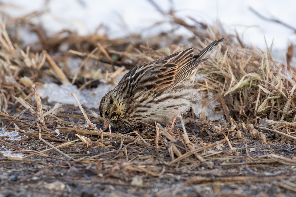 Savannah Sparrow - James Kennerley