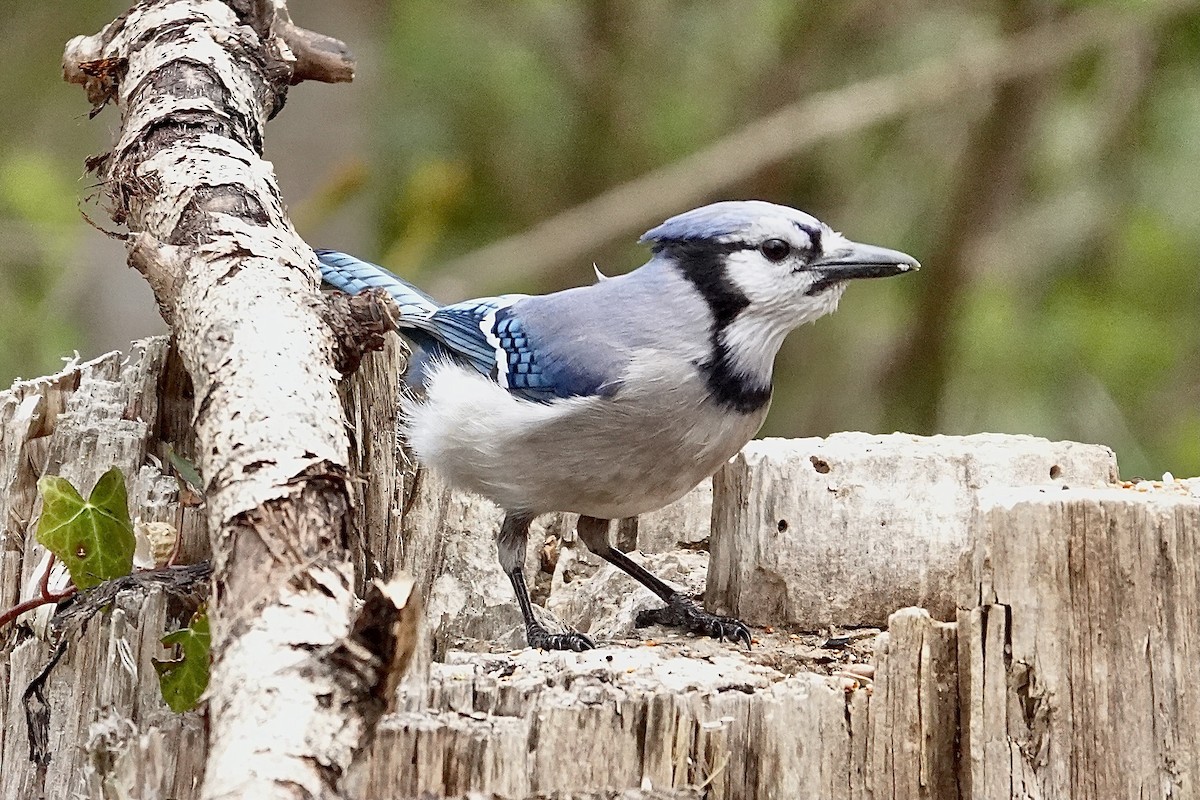 Blue Jay - ML322633661