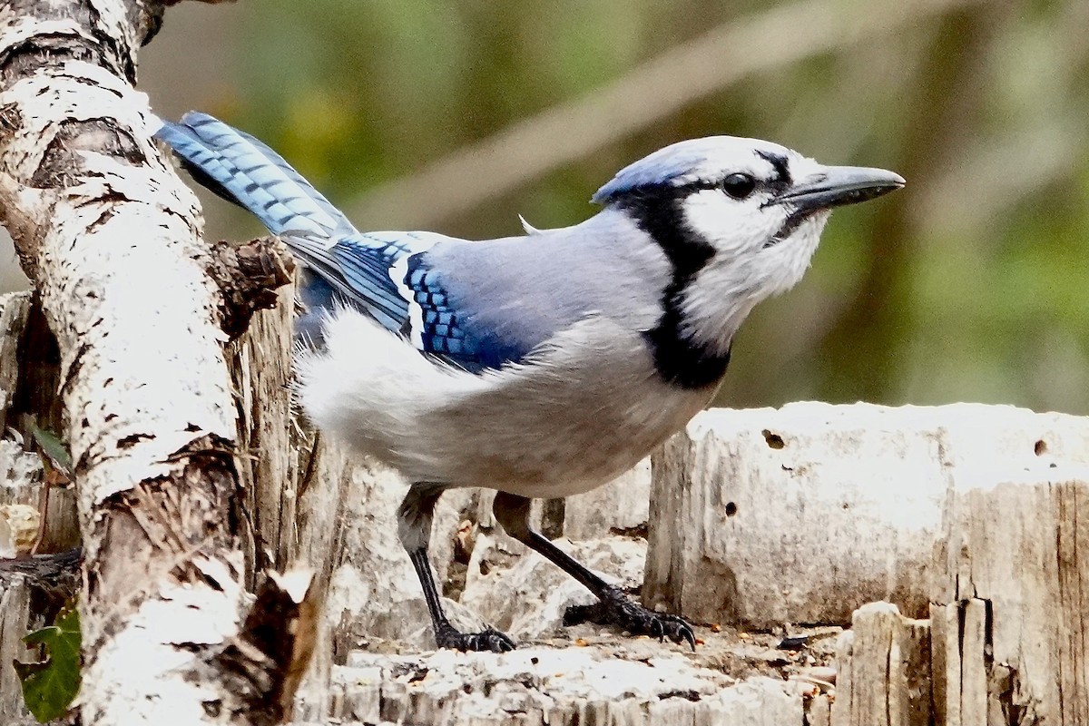 Blue Jay - ML322633681