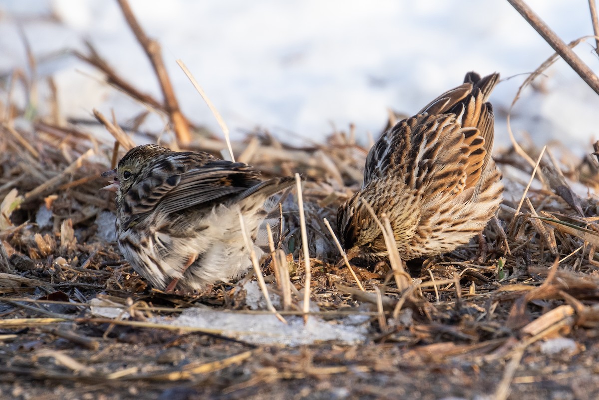 Savannah Sparrow - ML322633821