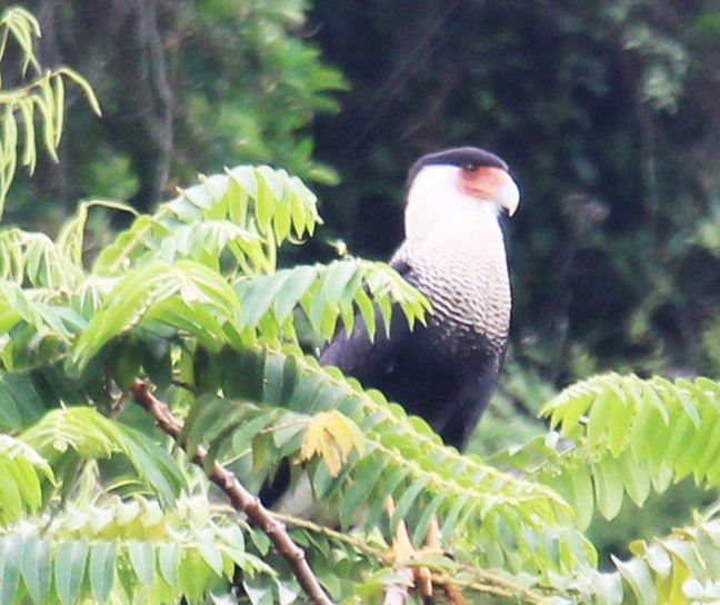 Crested Caracara (Northern) - ML322633941