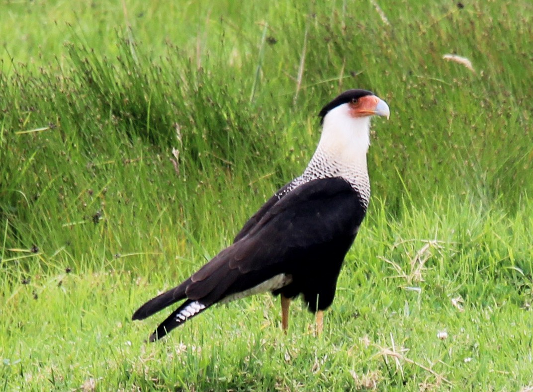 Crested Caracara (Northern) - Alejandro Mendoza