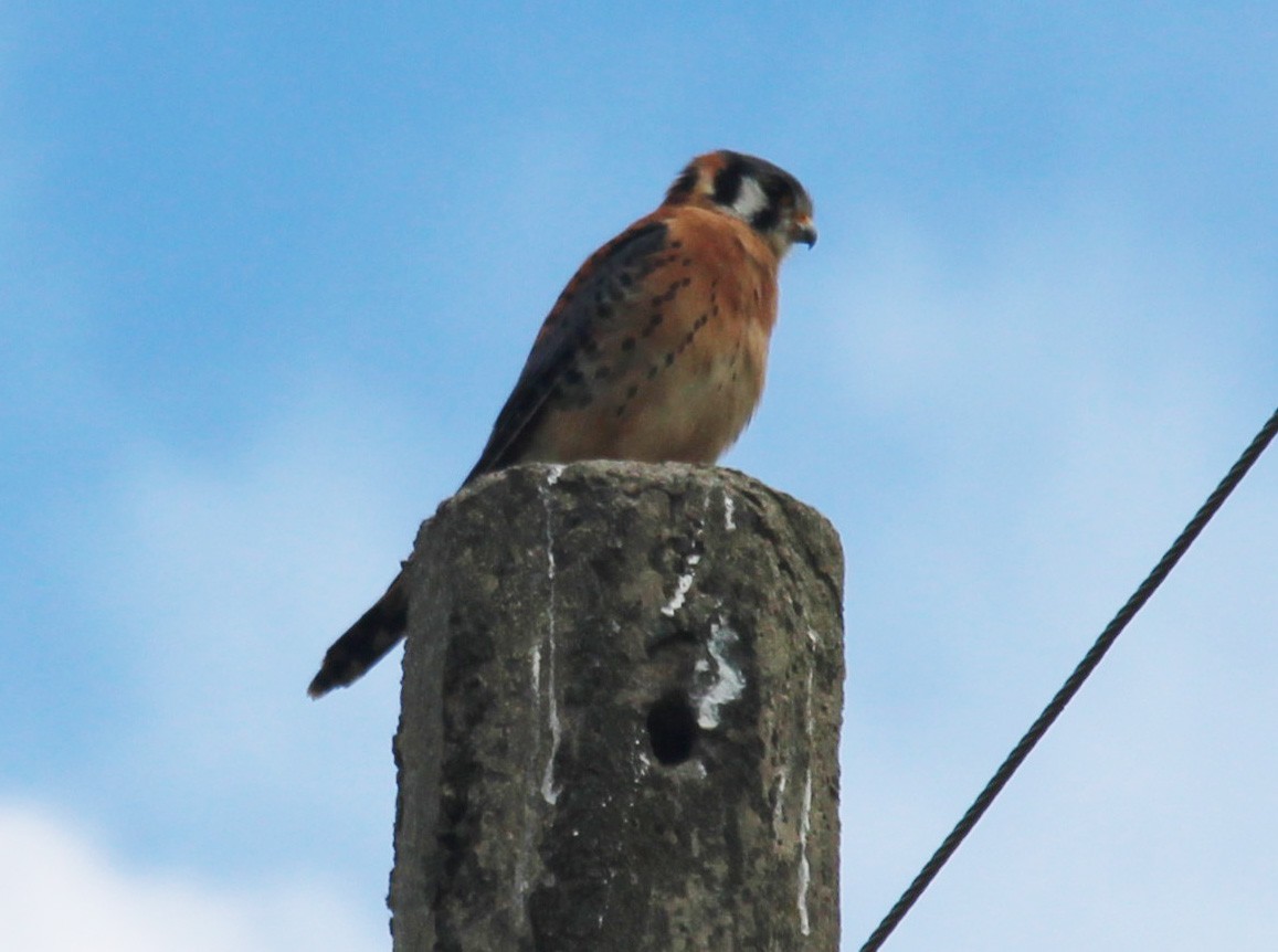 American Kestrel - ML322634031