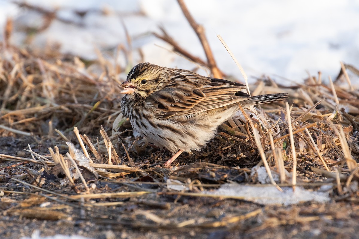 Savannah Sparrow - ML322634091