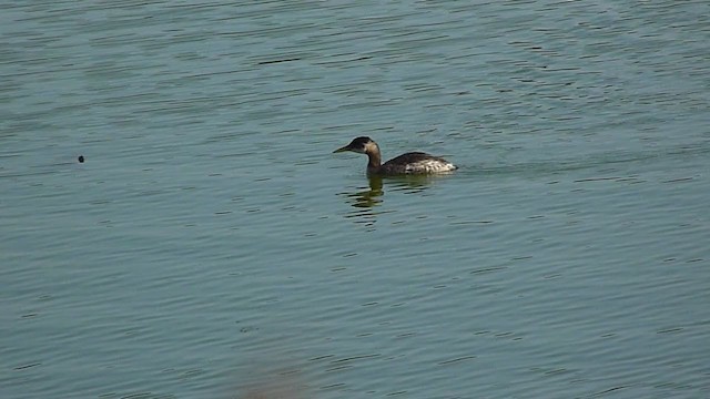 Red-necked Grebe - ML322638121