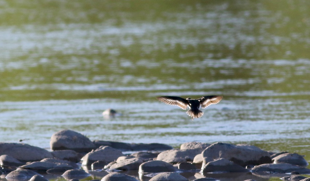 Spotted Sandpiper - Jay McGowan