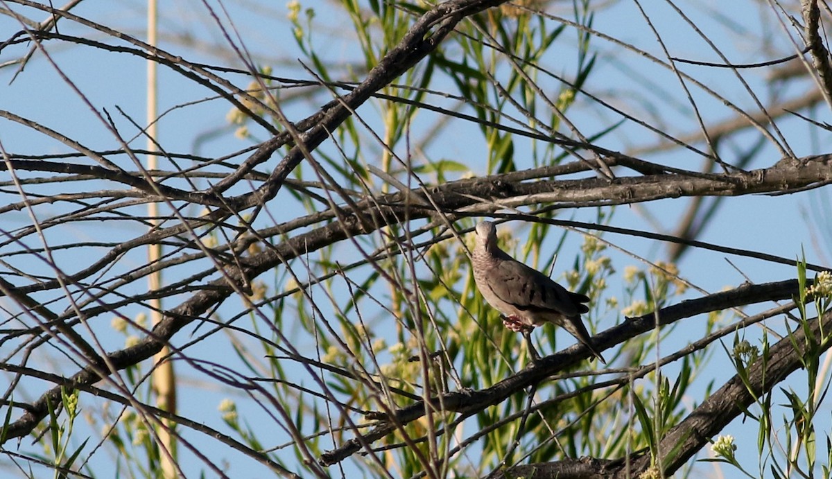 Common Ground Dove - ML32264241