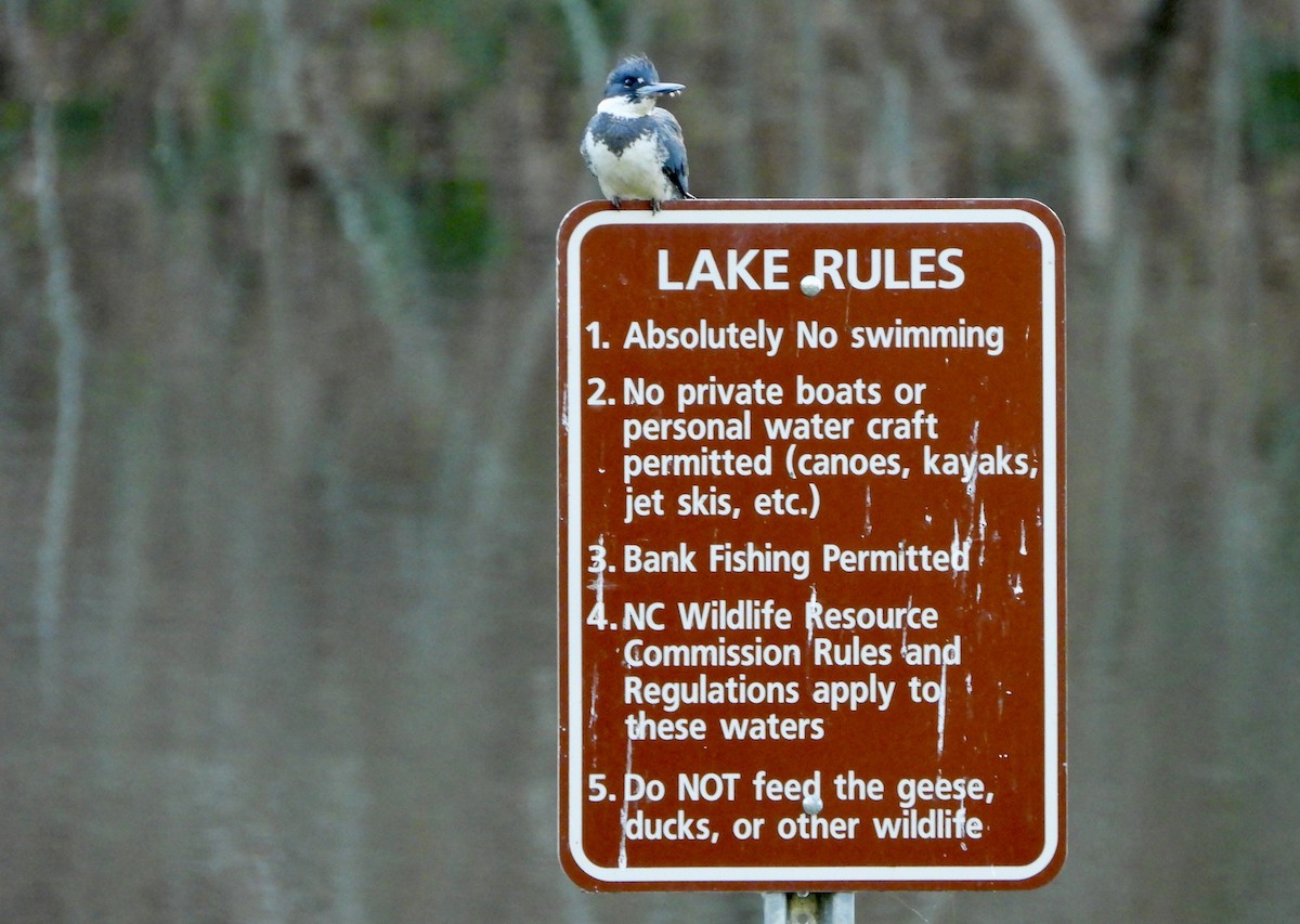 Belted Kingfisher - David Saliba