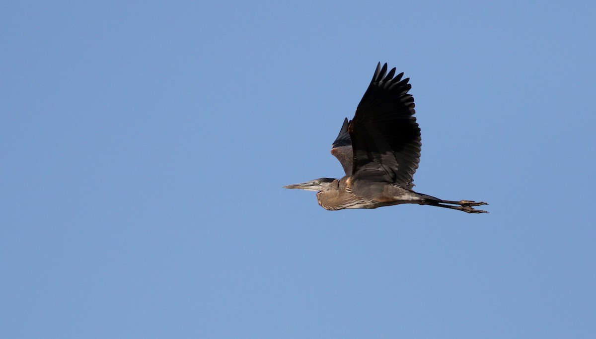 Great Blue Heron (Great Blue) - Jay McGowan