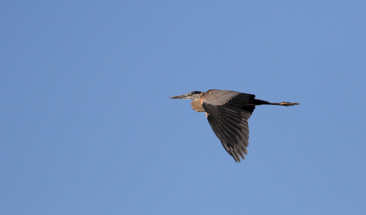 Great Blue Heron (Great Blue) - ML32264341