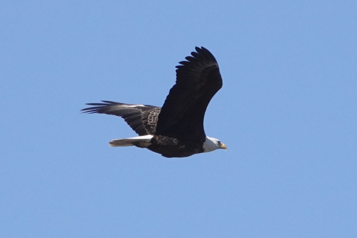 Weißkopf-Seeadler - ML322644171