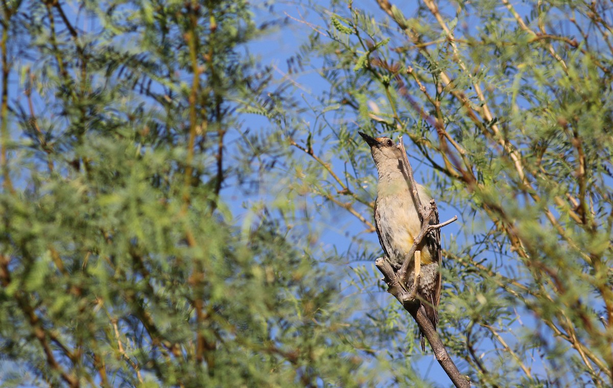 Golden-fronted Woodpecker (Northern) - Jay McGowan