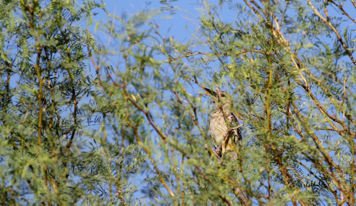 Golden-fronted Woodpecker (Northern) - Jay McGowan