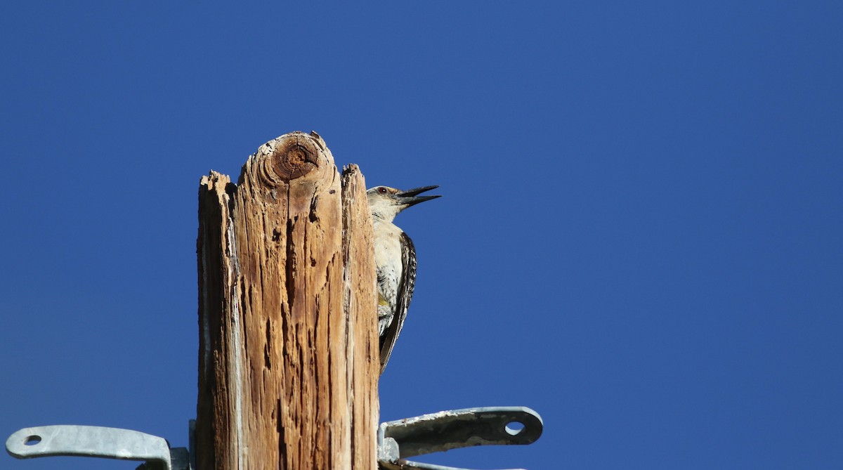Golden-fronted Woodpecker (Northern) - Jay McGowan