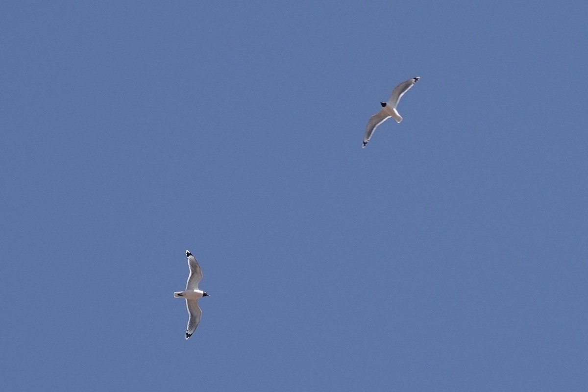 Franklin's Gull - ML322645641