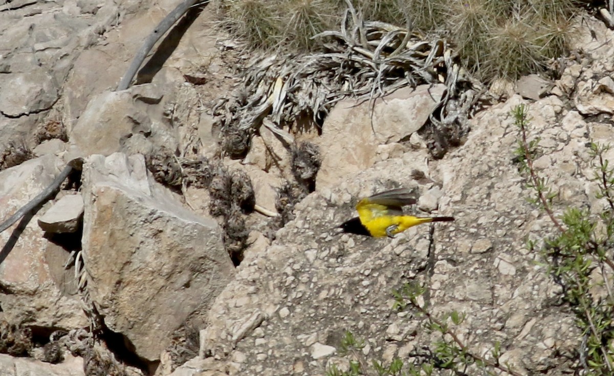 Oriole jaune-verdâtre - ML32264671