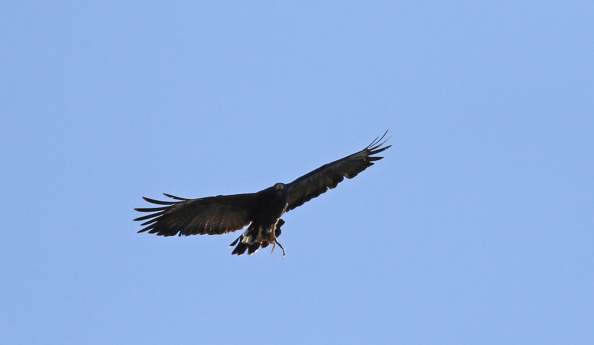 Common Black Hawk (Common) - Jay McGowan