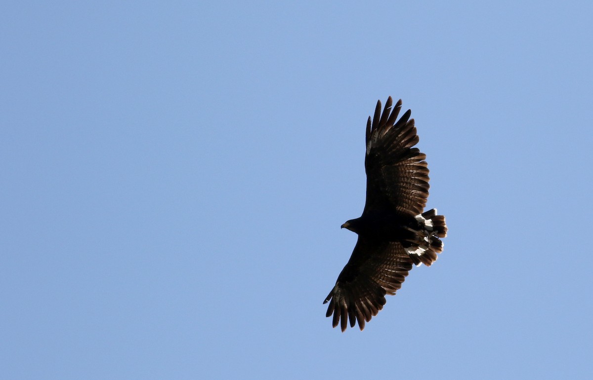 Krabbenbussard (anthracinus/utilensis) - ML32264881