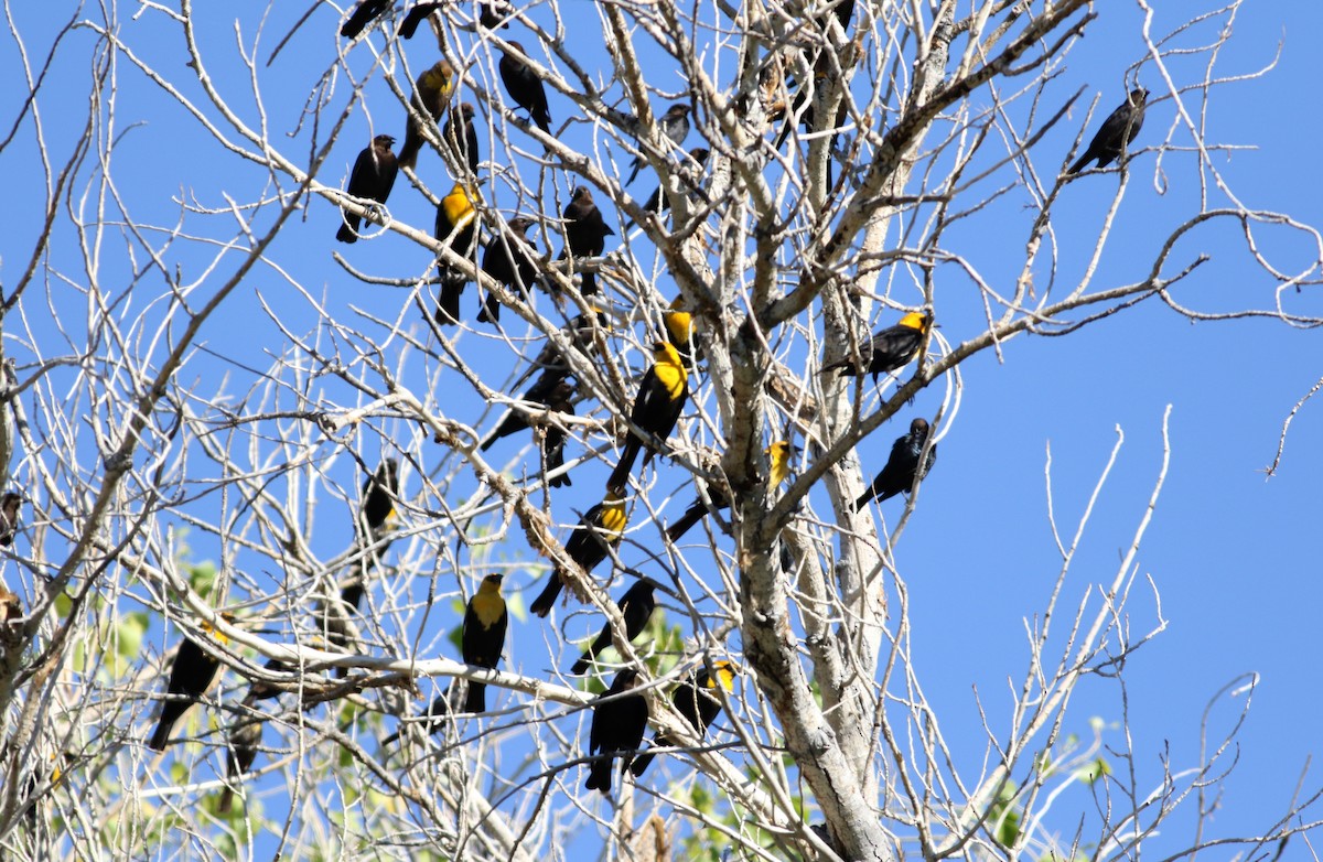 Yellow-headed Blackbird - Jay McGowan