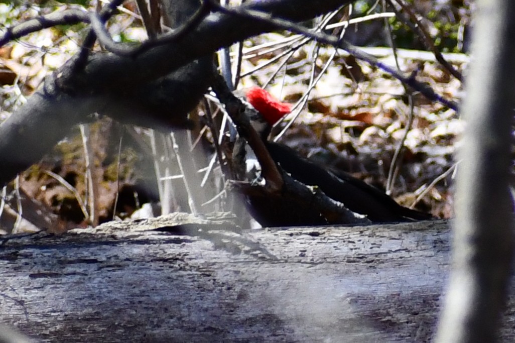 Pileated Woodpecker - ML322650181