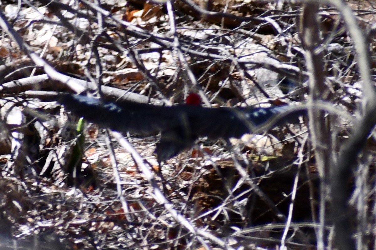 Pileated Woodpecker - ML322650221