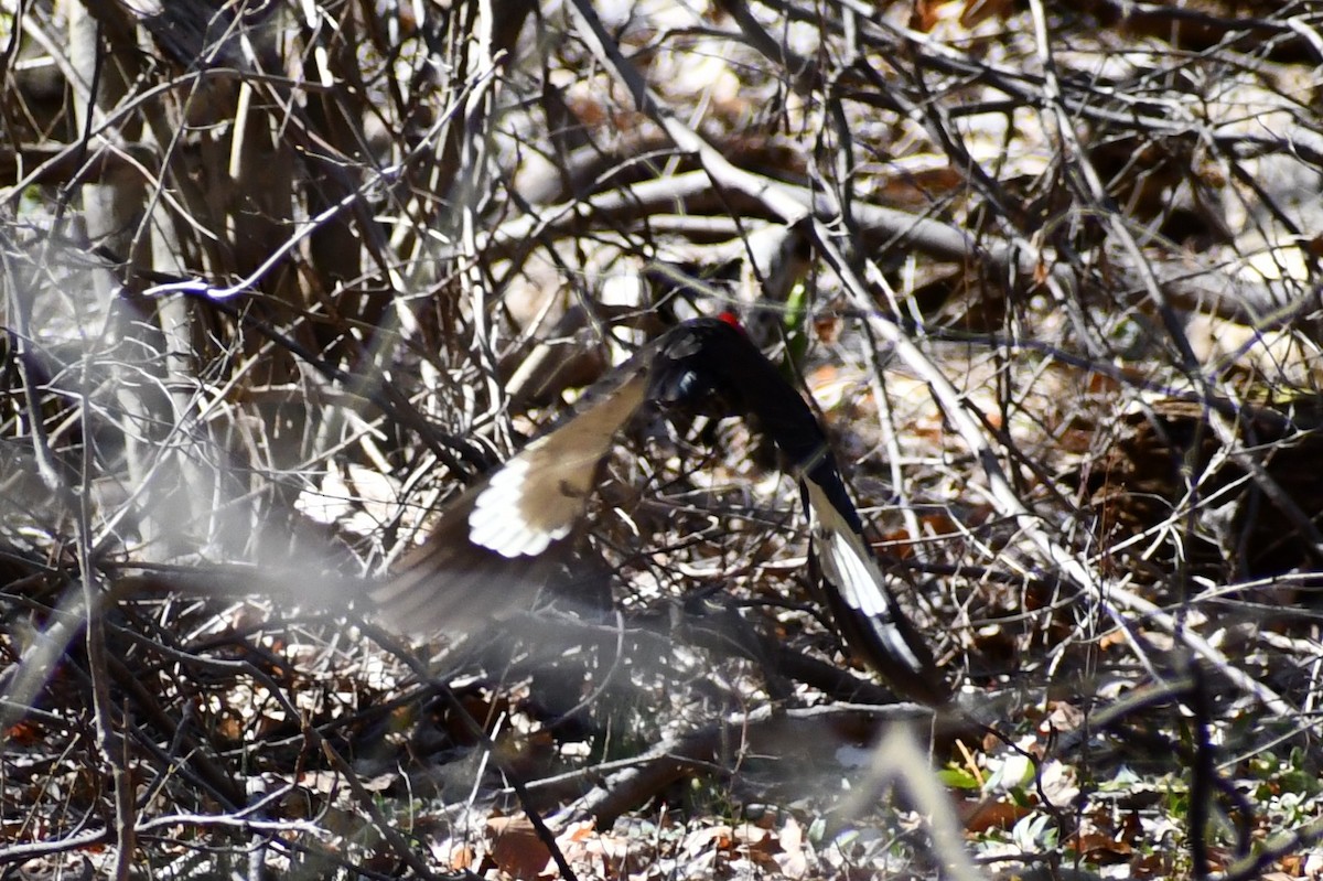 Pileated Woodpecker - ML322650251