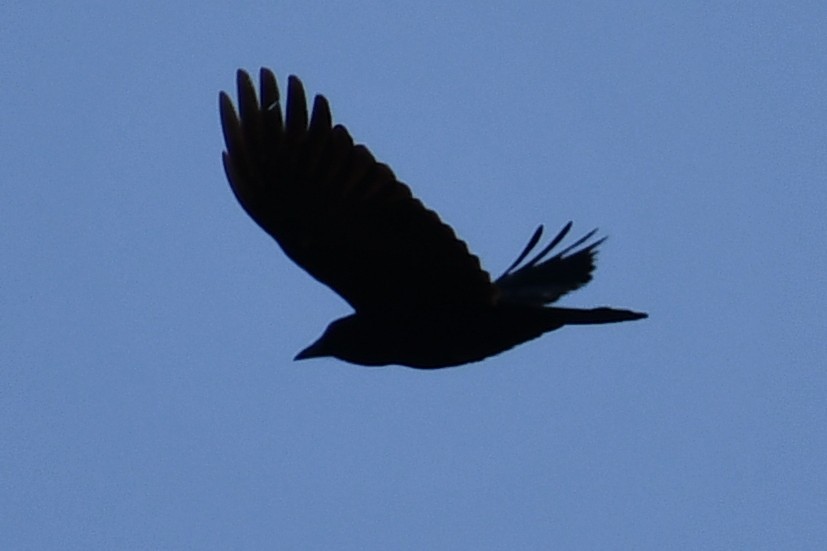 American Crow - ML322650301