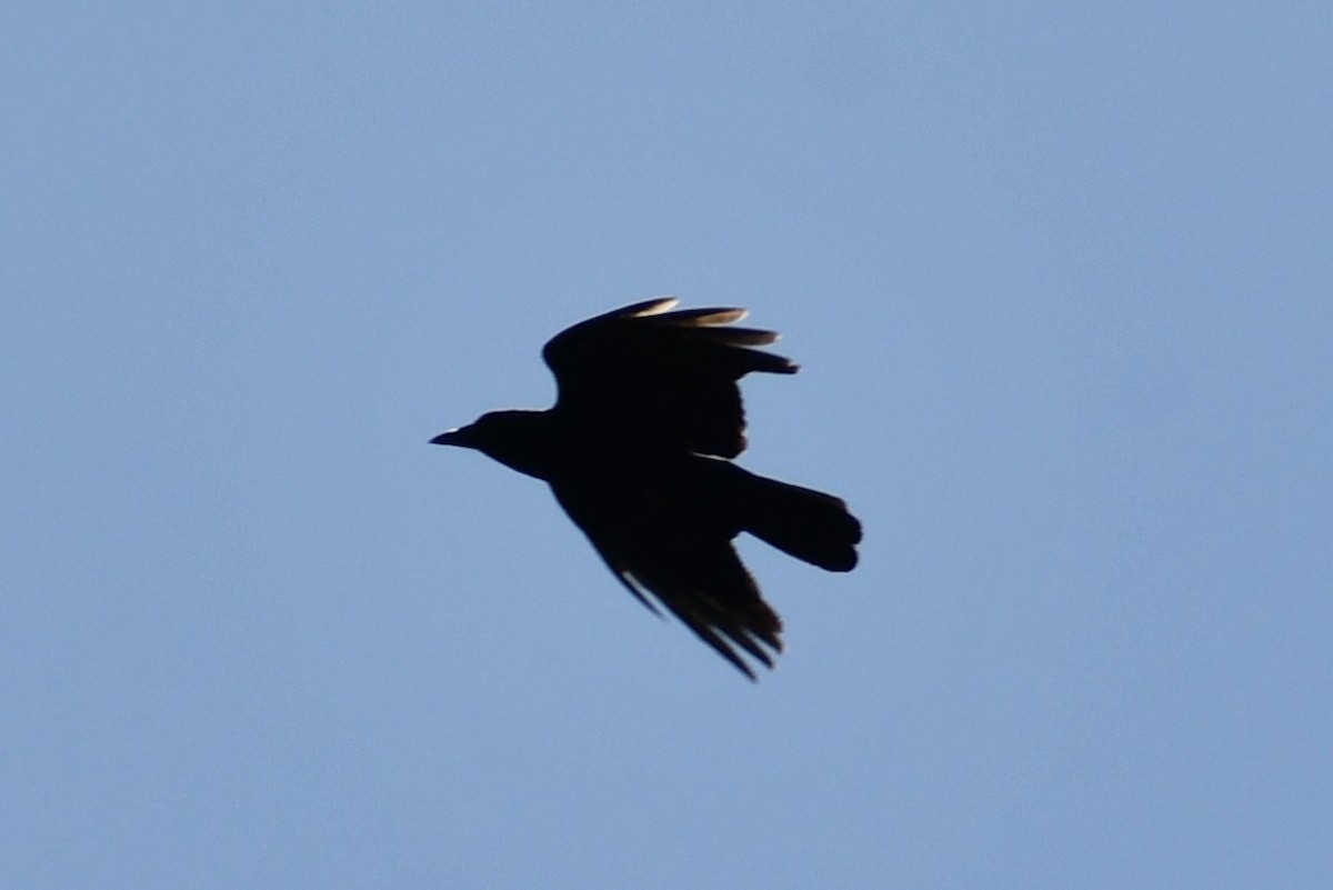 American Crow - ML322650321