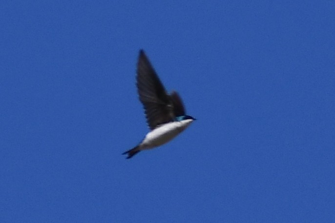 Tree Swallow - ML322650371