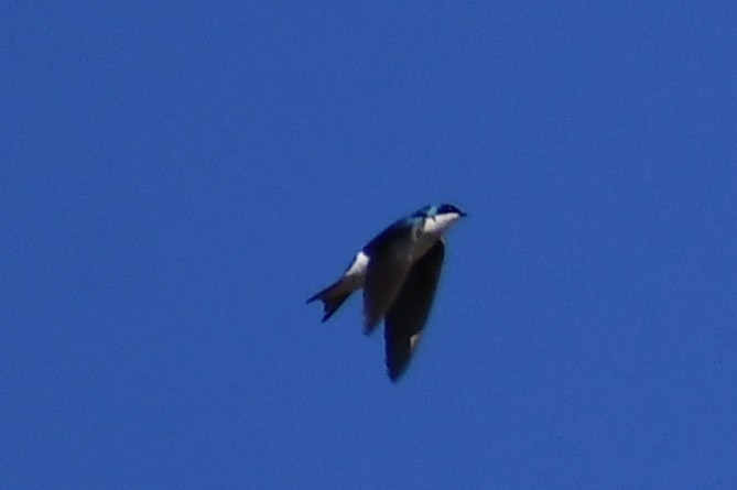 Tree Swallow - ML322650381