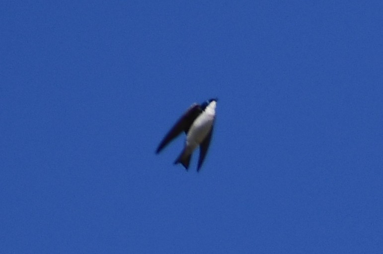 Tree Swallow - ML322650391