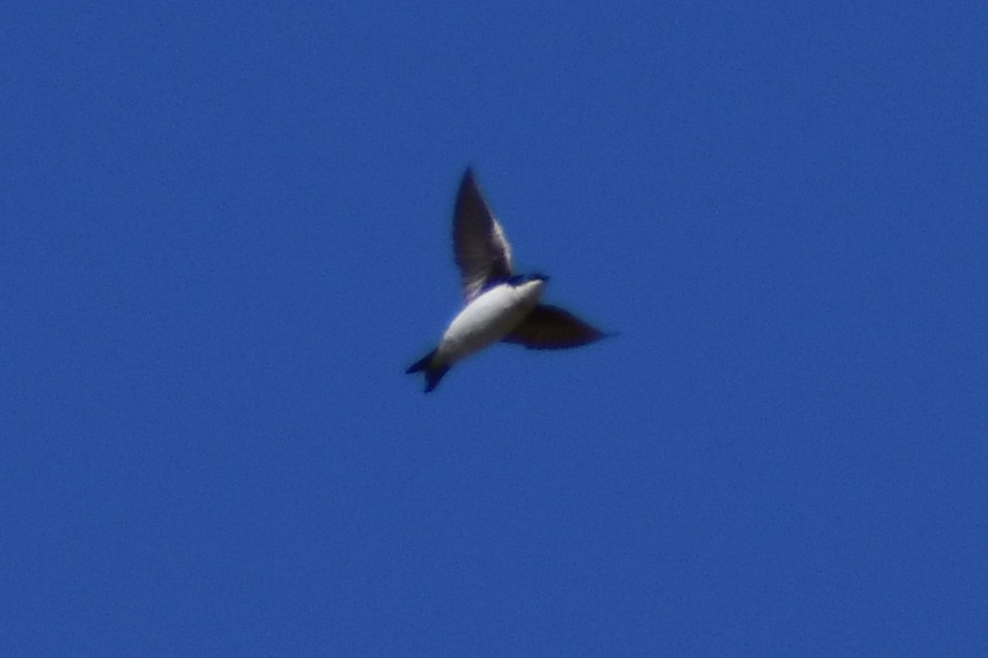 Tree Swallow - ML322650411