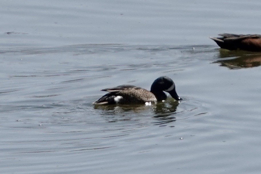 Blue-winged Teal - ML322650481